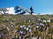 PIZZO ARERA (2512 m), primaverile con neve, il 15 maggio 2014